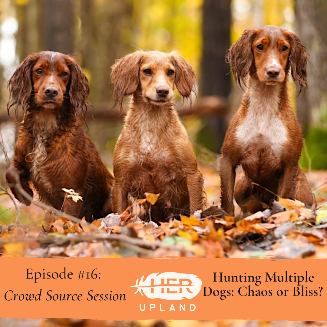 #16| Hunting Multiple Dogs: Chaos or Bliss?