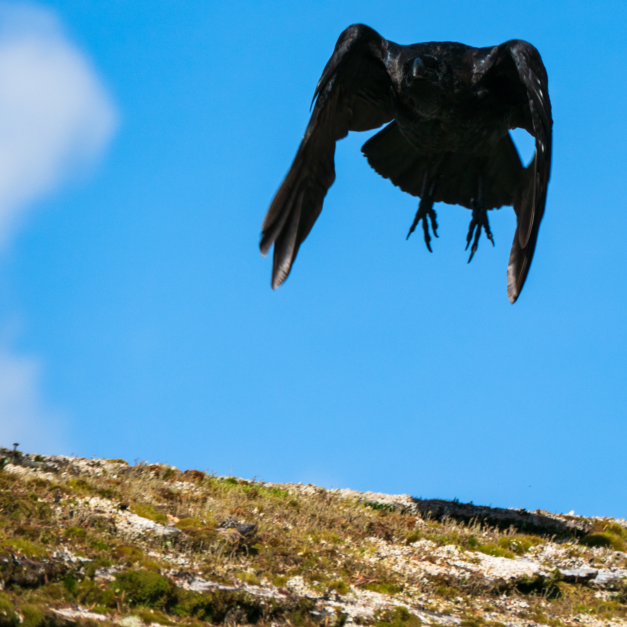 Raven and Eagle