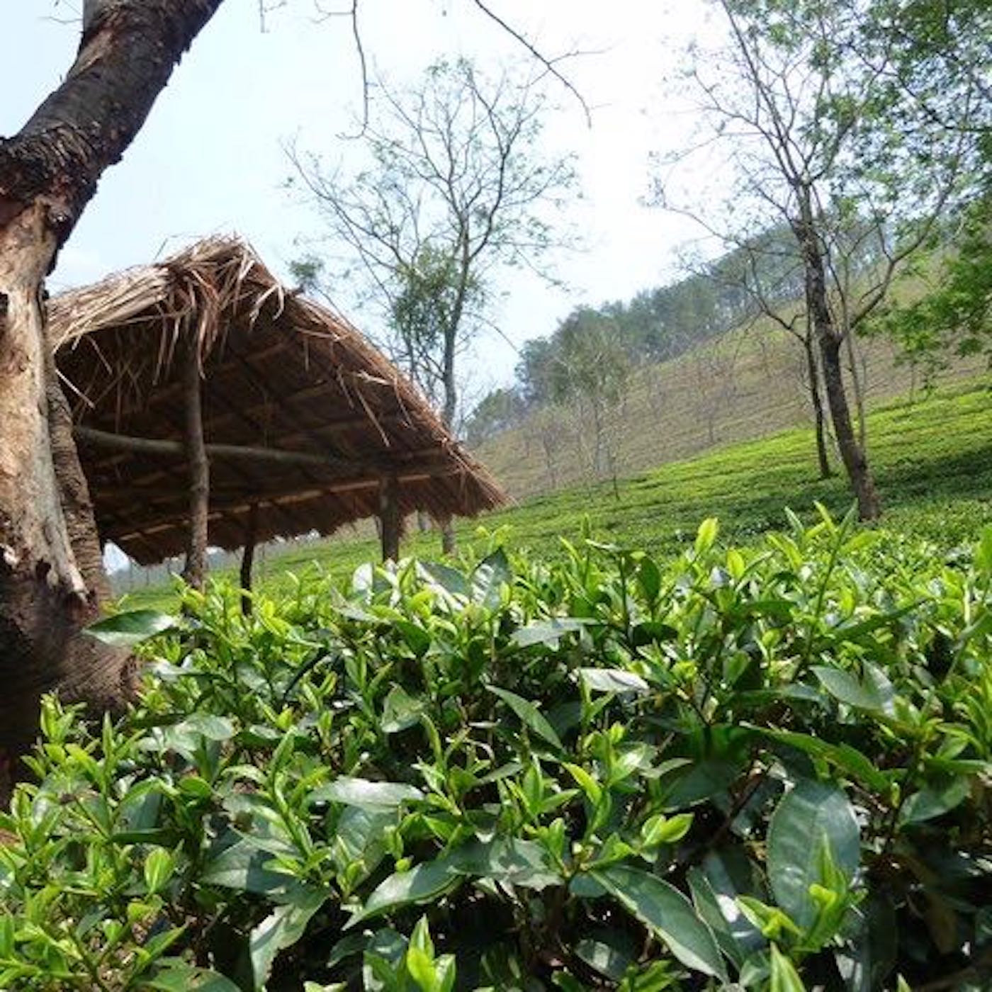 Lakyrsiew: Unlocking the Magic of the Leaf