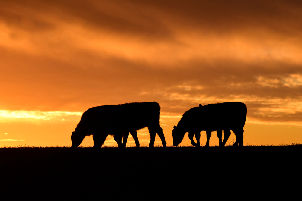 RaboResearch Agri Commodities
