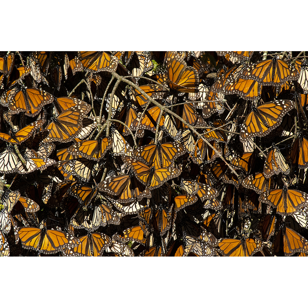 Passionate Professionals - Wildlife Photography with Ron Magill, Frans Lanting, and Paul North