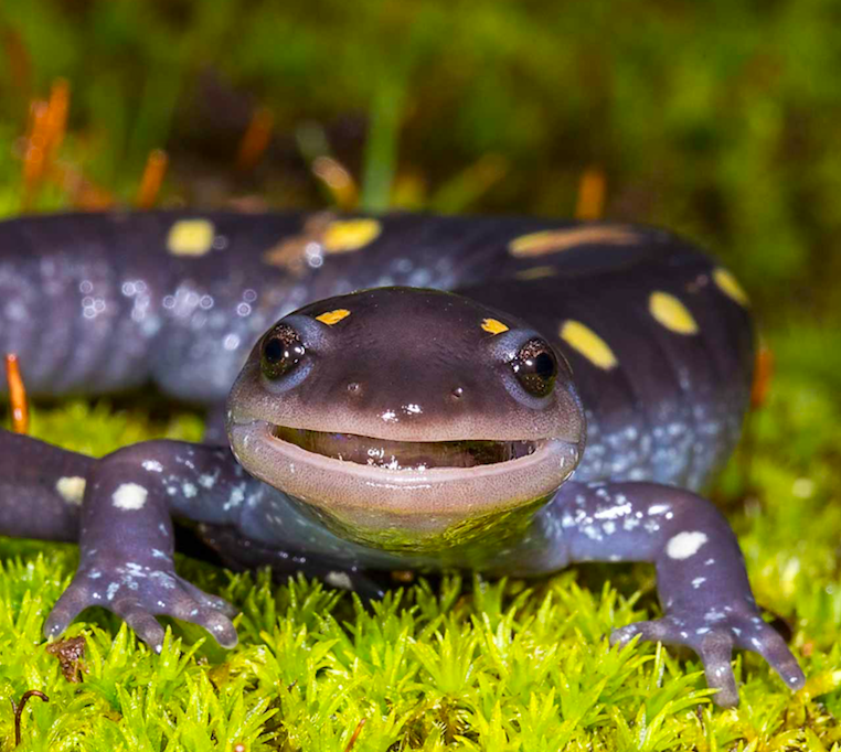 Саламандра (salamandra). Огненная саламандра кожа. Огненная саламандра salamandra salamandra. Огненная саламандра животное. Огненная саламандра.