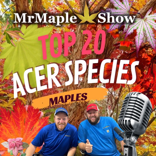 Top 20 Amazing Acer Species for Your Home Garden | MrMaple Podcast