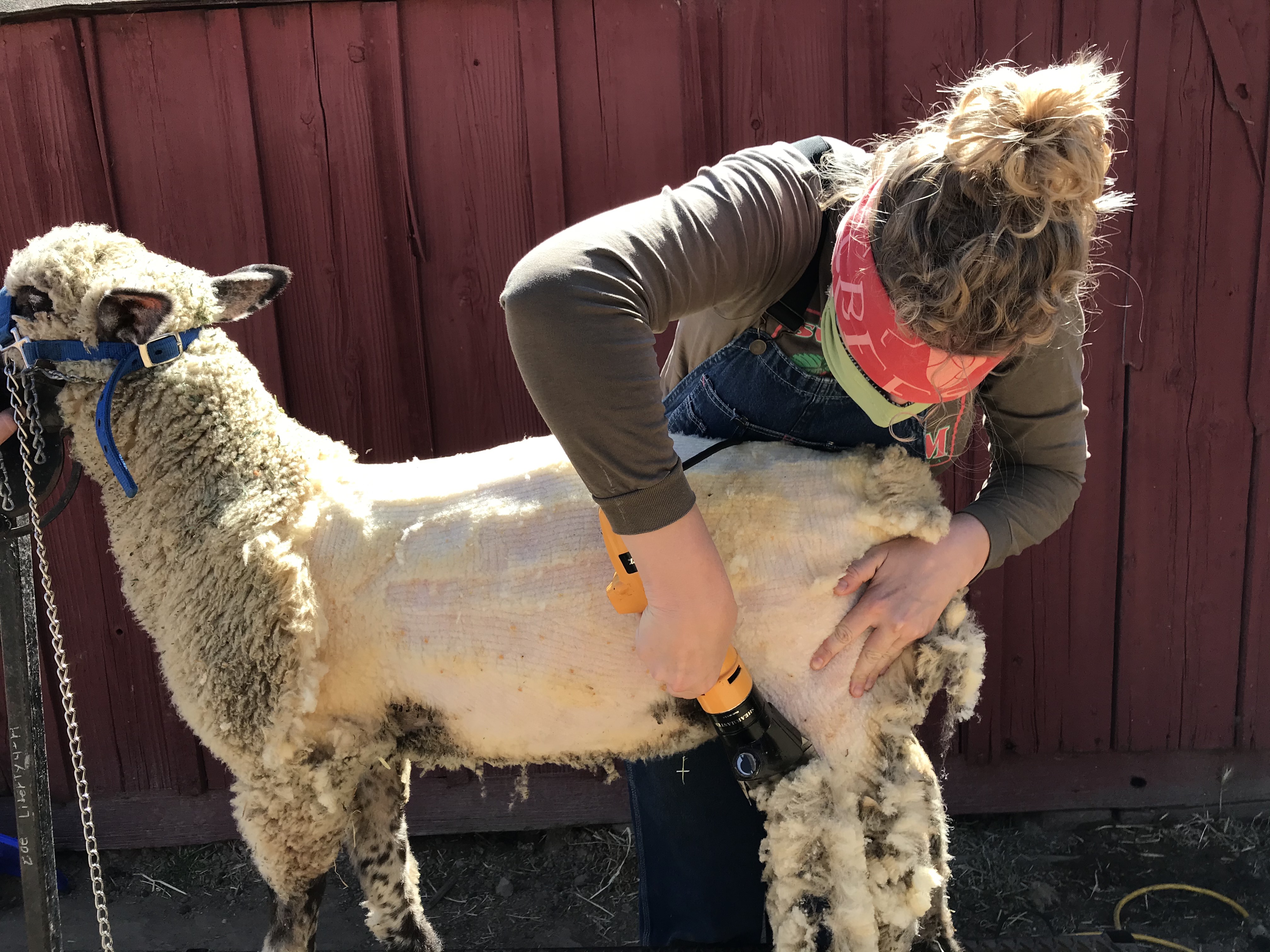 Audio Article: Beginning Sheep Shearing