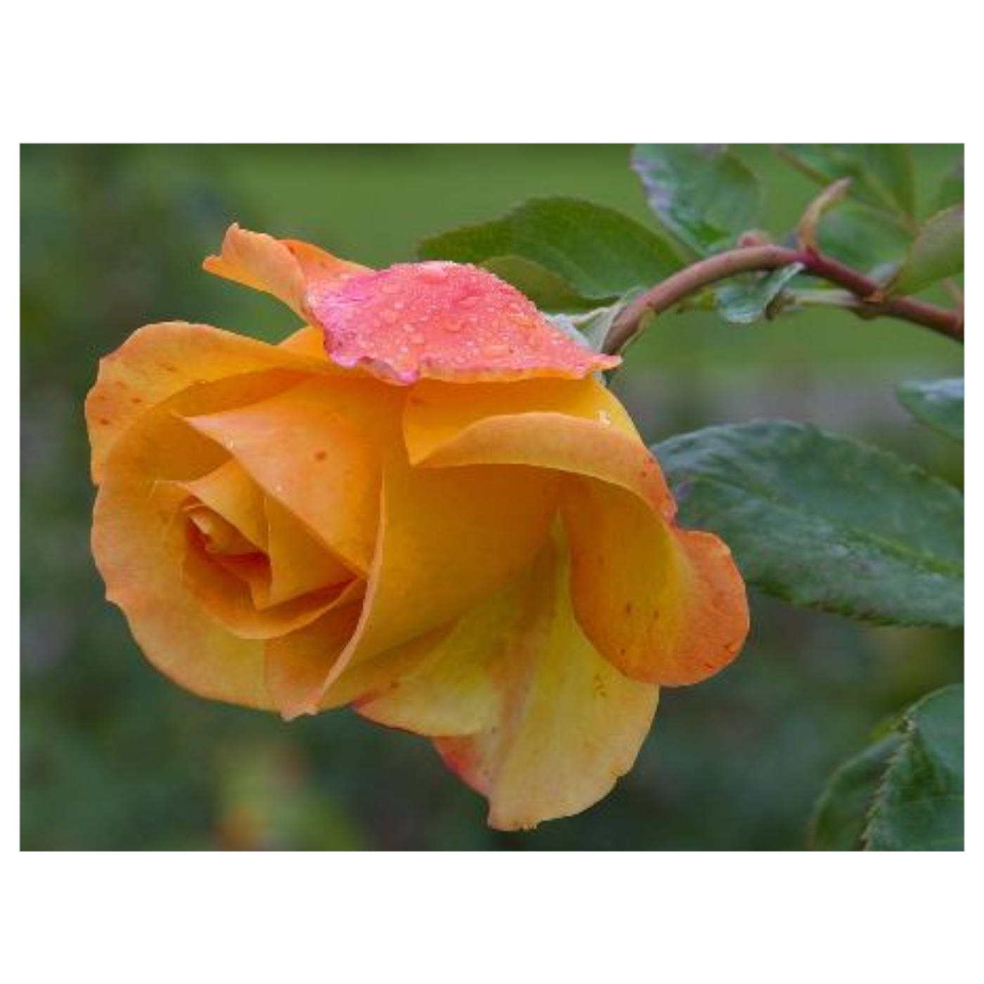A Rose Is Still a Rose