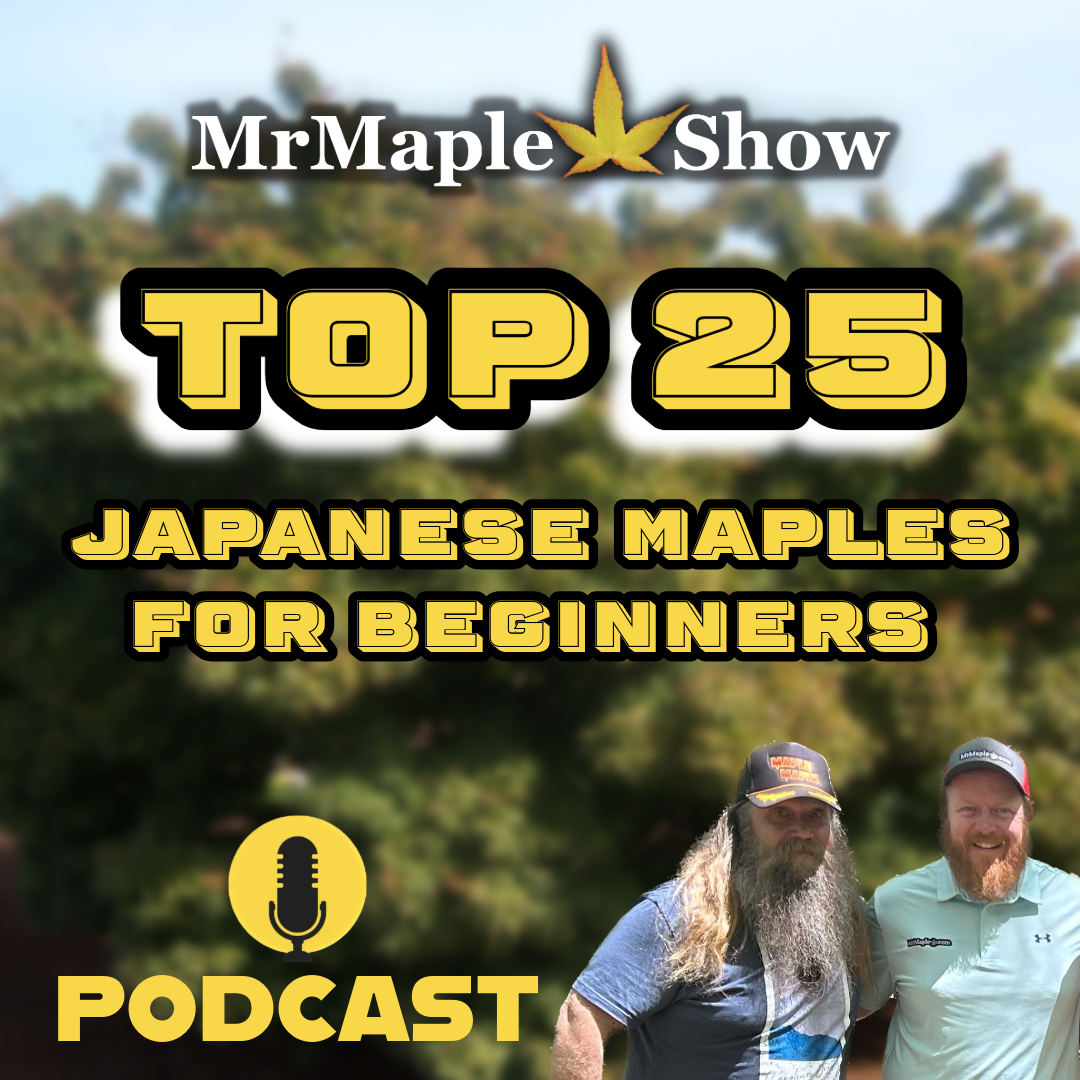 MrMaple Show