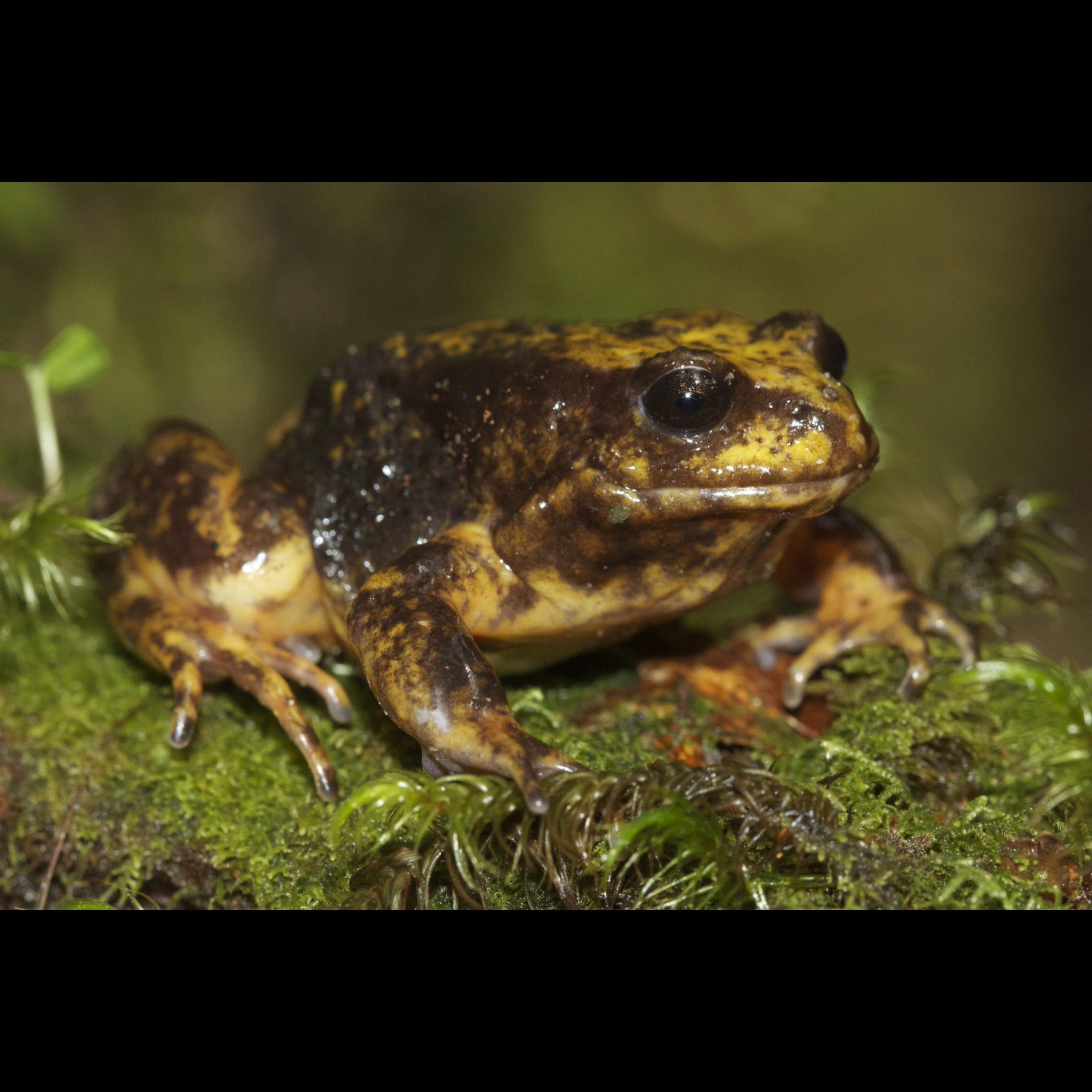 SoT 301: Underground Camouflaged Silent Frogs