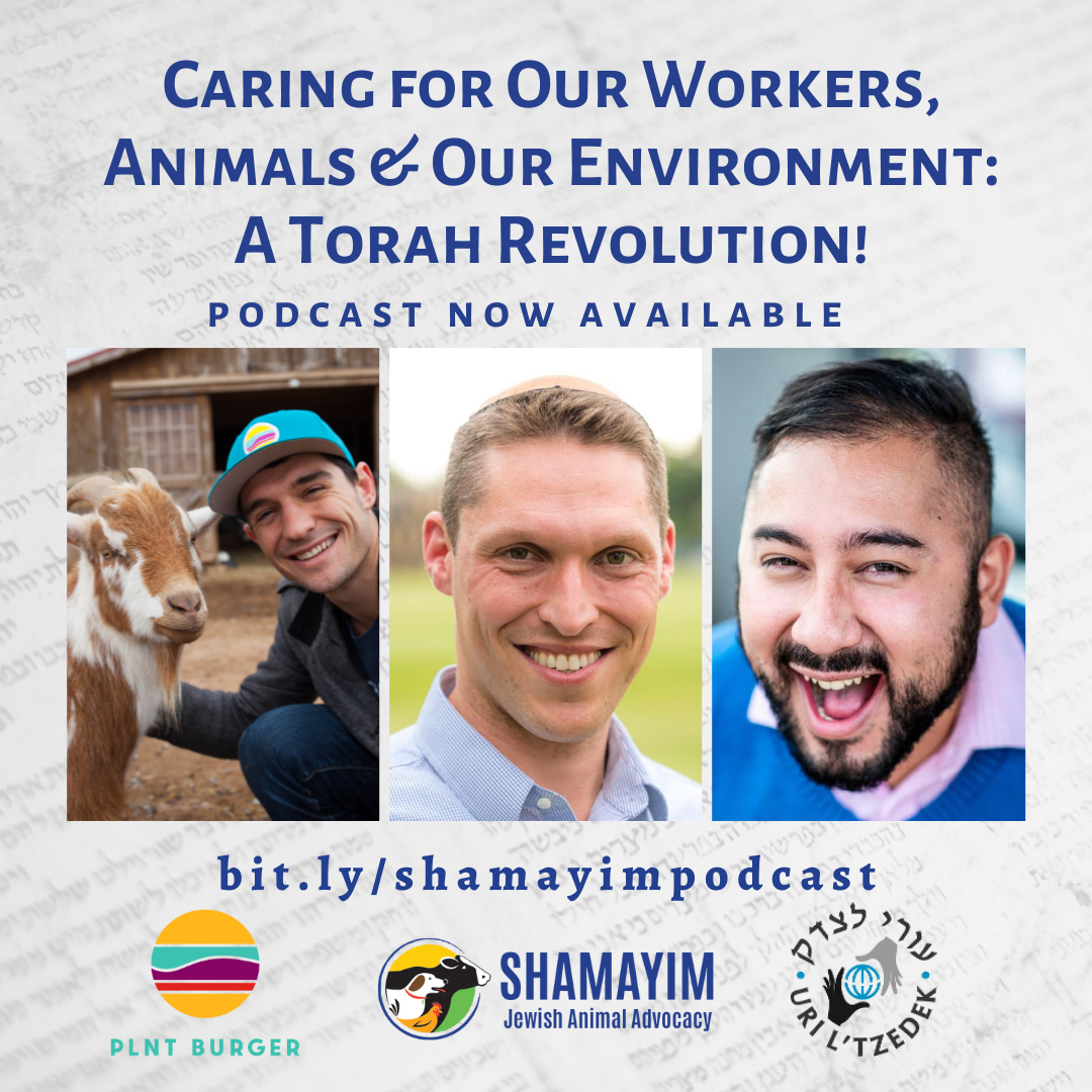 Shamayim: Jewish Animal Advocacy