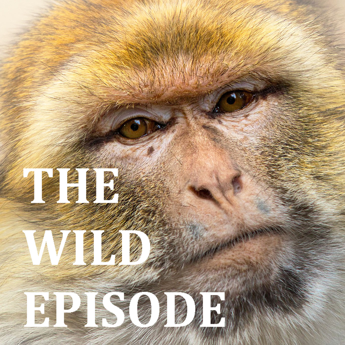 The Wild Episode