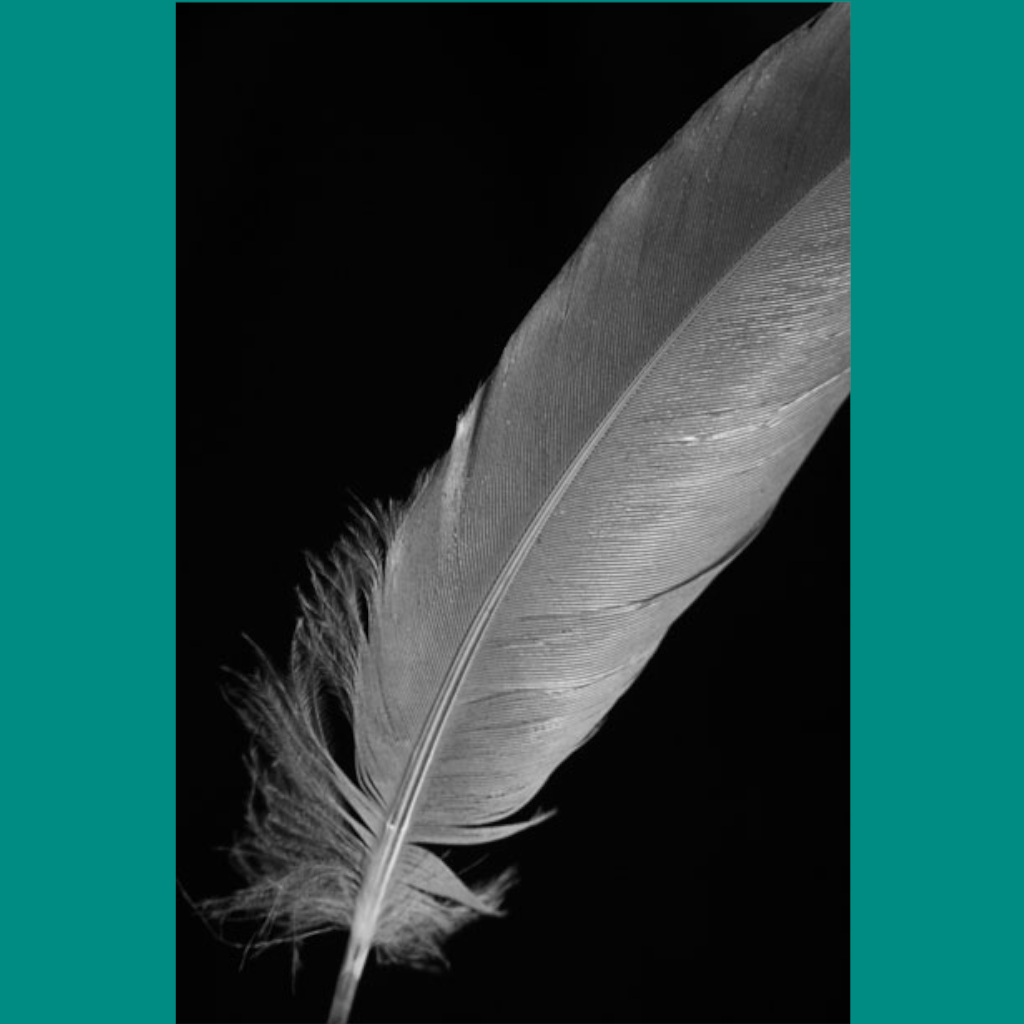Evolution of Feathers