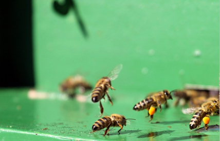 Are Bees Intelligent Planners