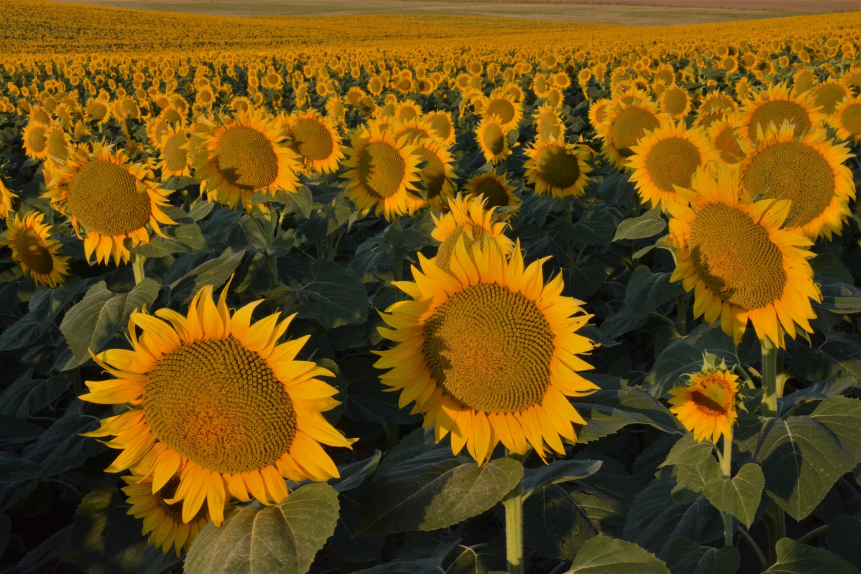 Windhorse Journal Podcast