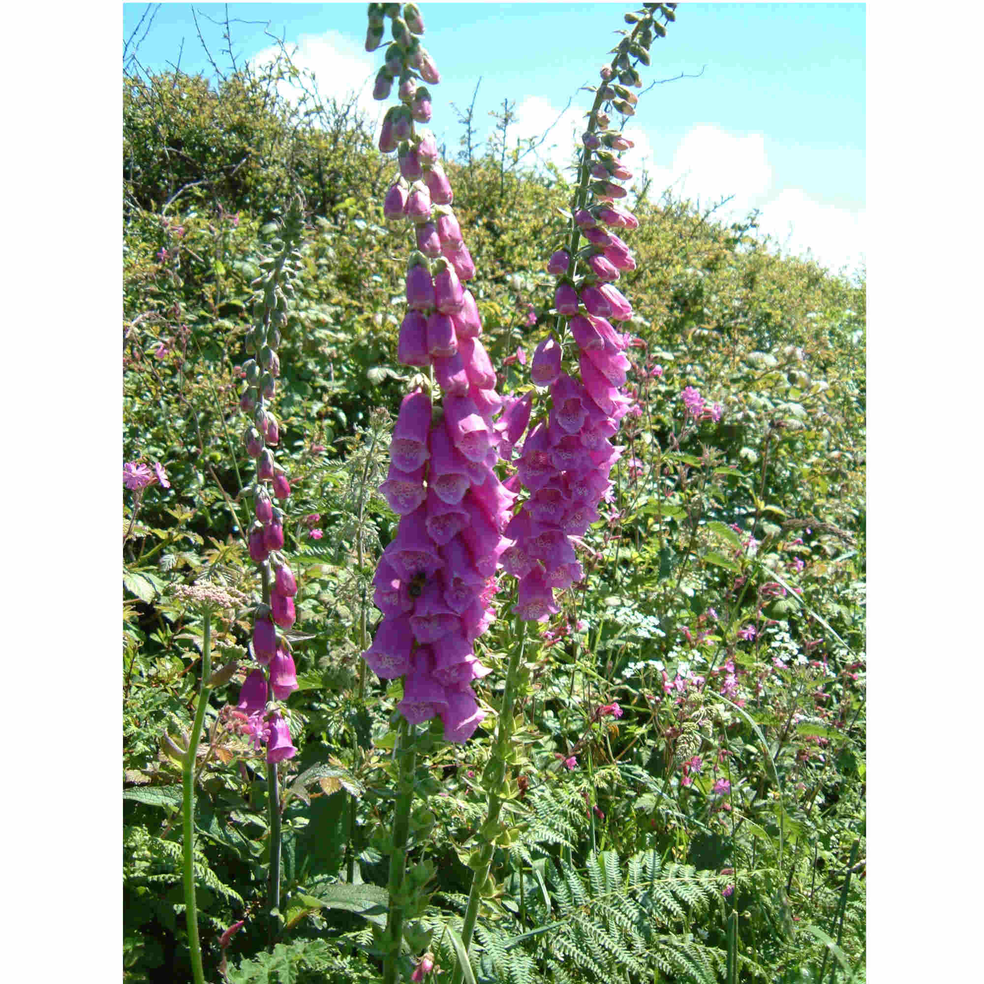 The Foxglove