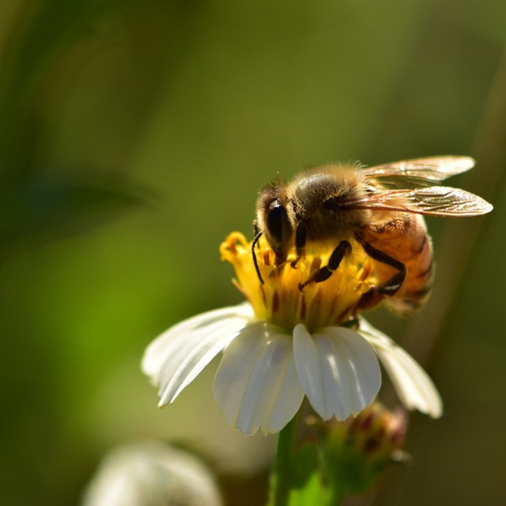 A Thousand Words for a Bee