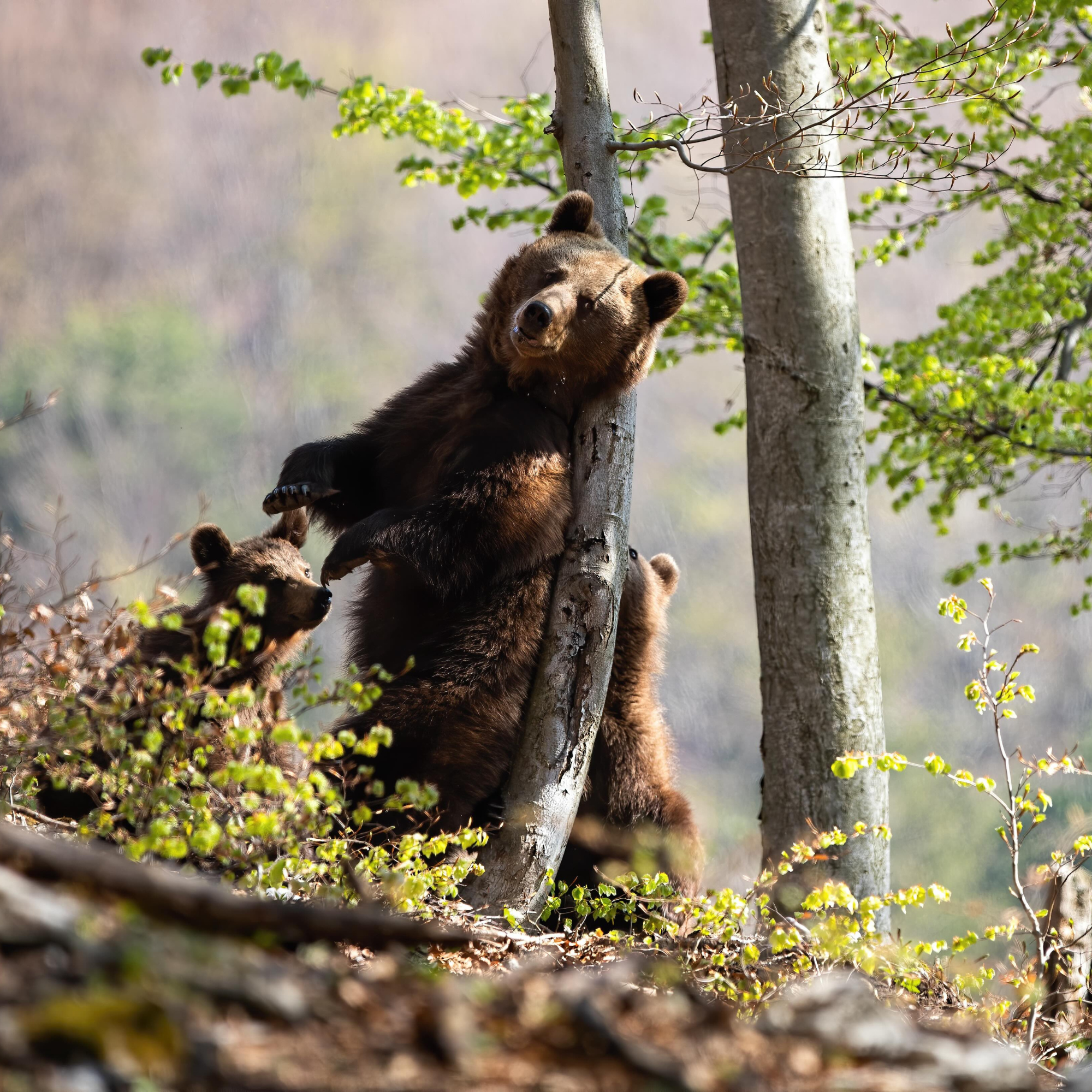 Wild Medicine