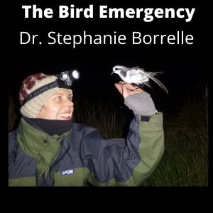 The Bird Emergency