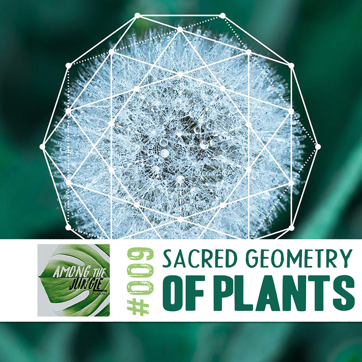 Sacred Geometry of Plants with Terisa Brenna