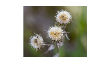 Nature's Velcro