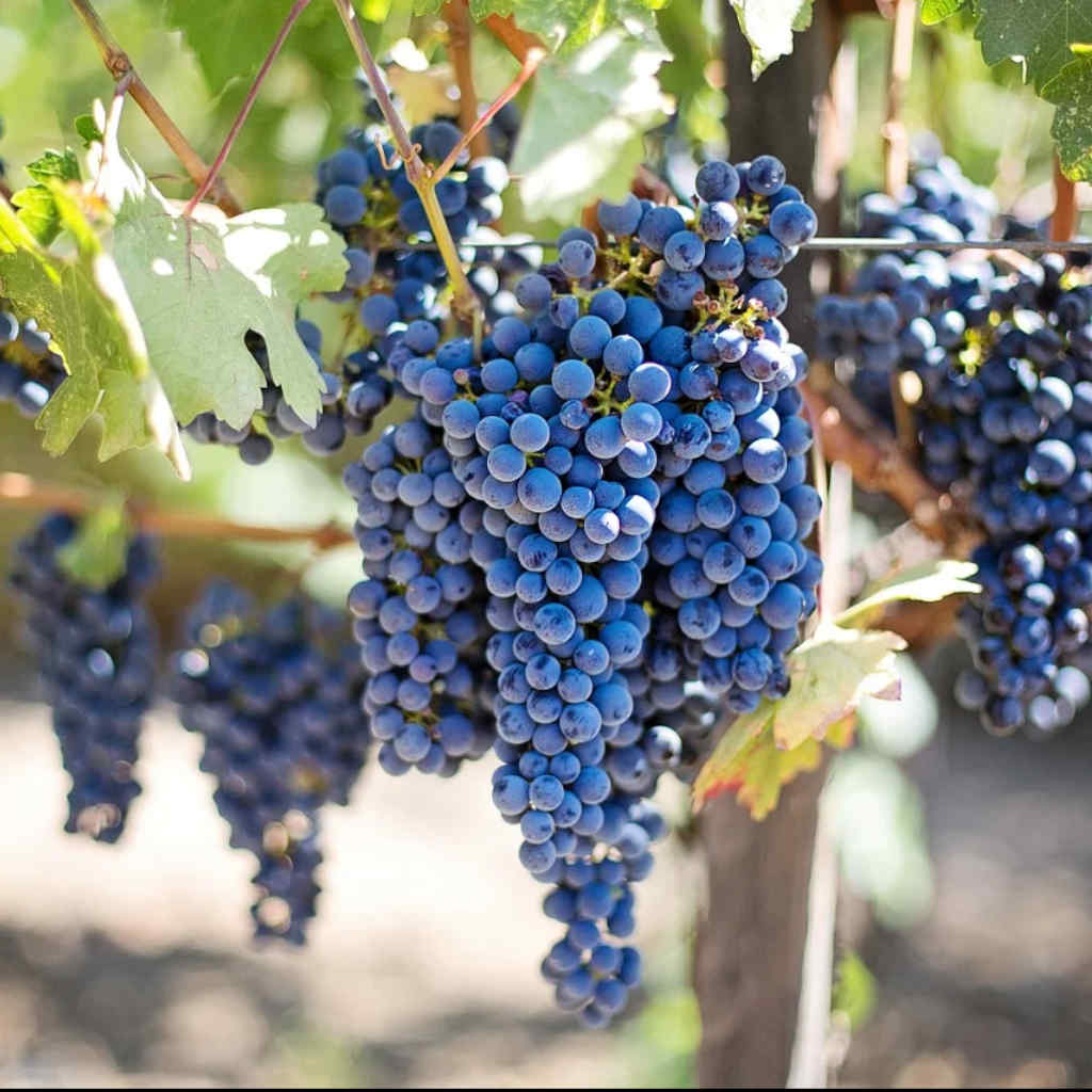 Grape Weather