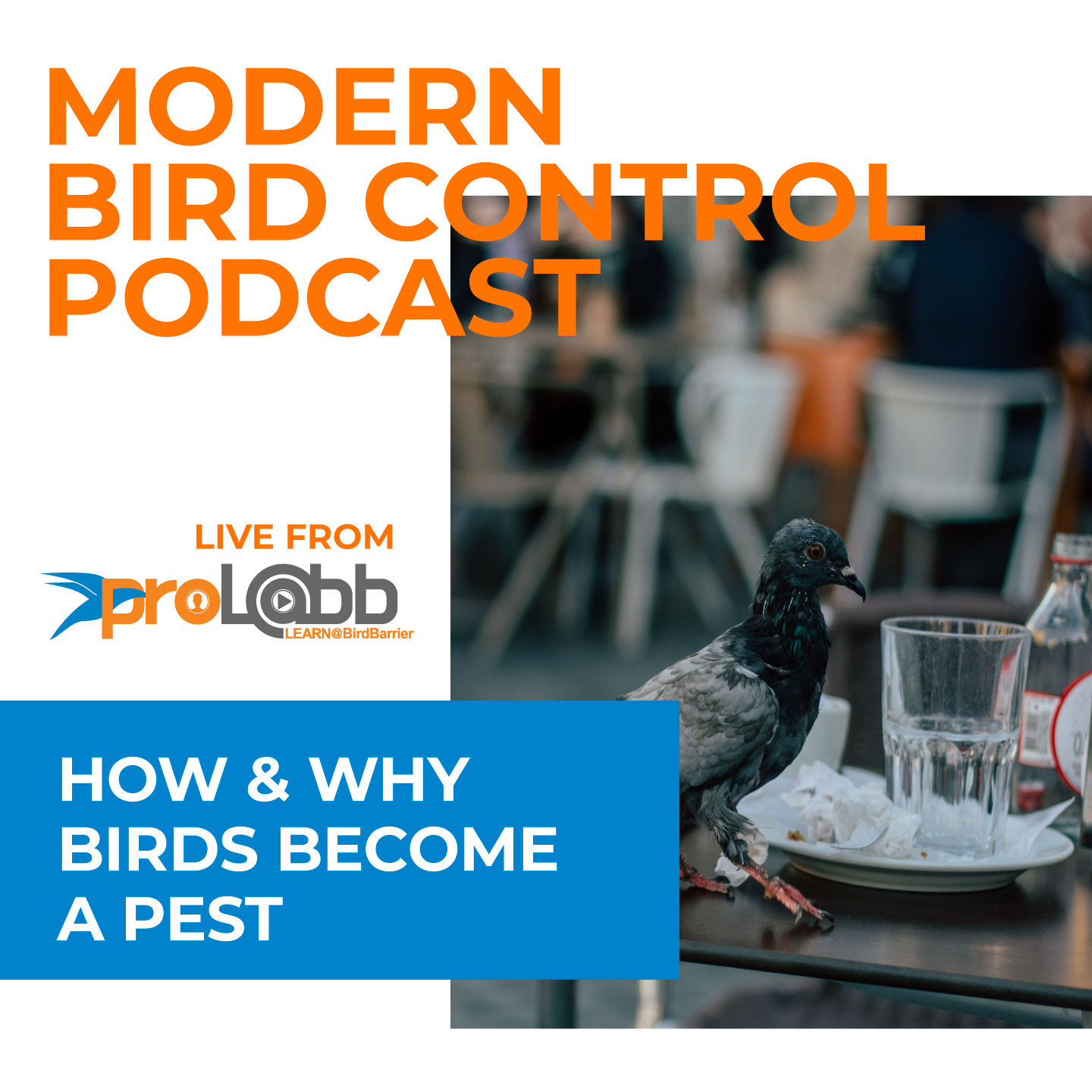 Episode: How & Why Bird Become a Pest