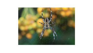 Hydraulic Spiders