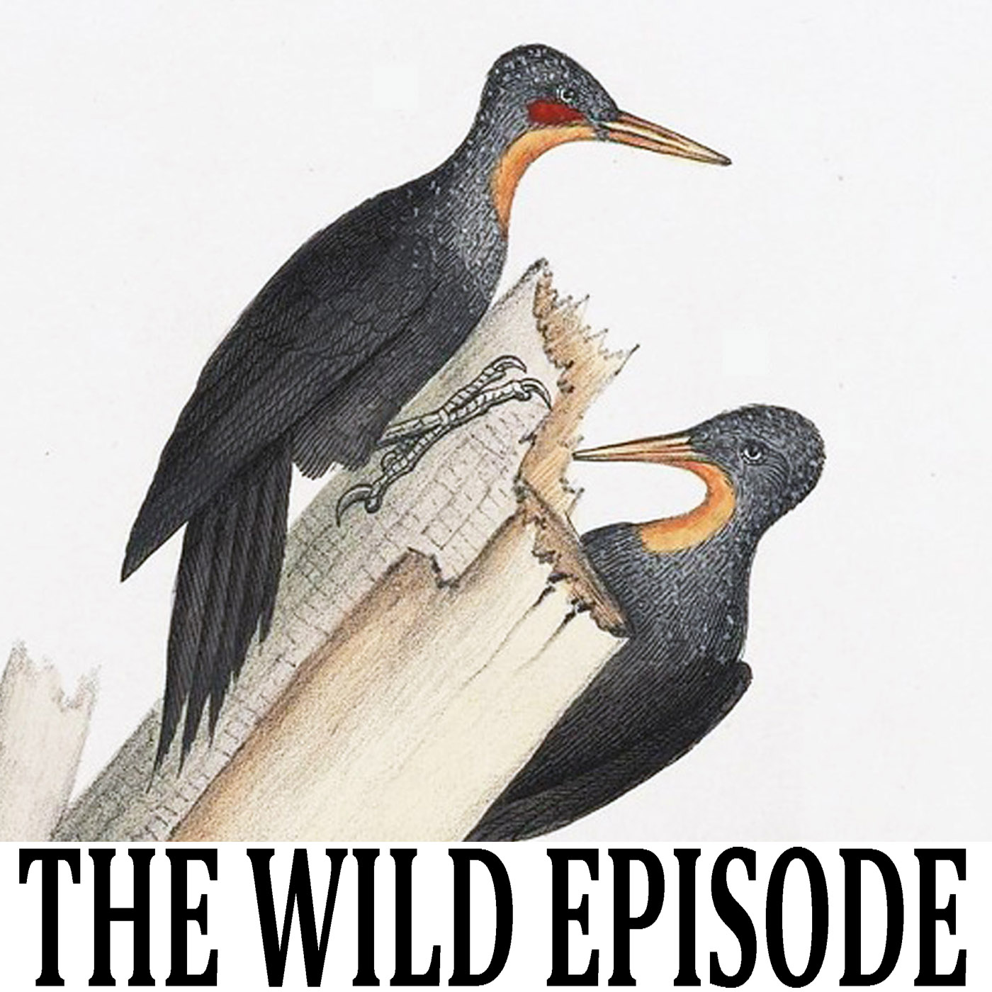 The Wild Episode