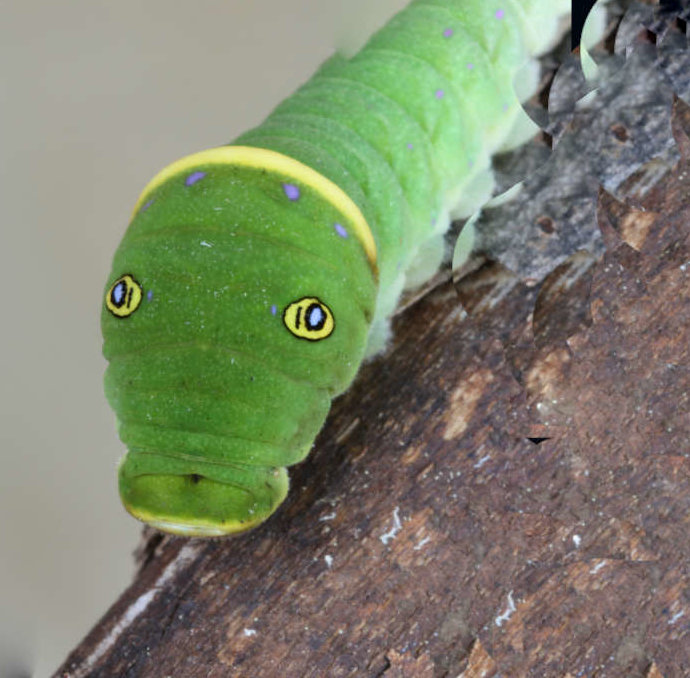 A Master of Disguise