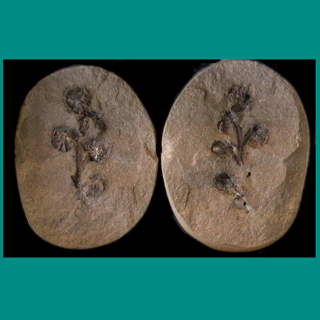 Evolutionists Rethink Flowers
