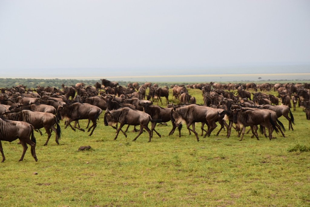 Adventure With Africa Kenya Safaris