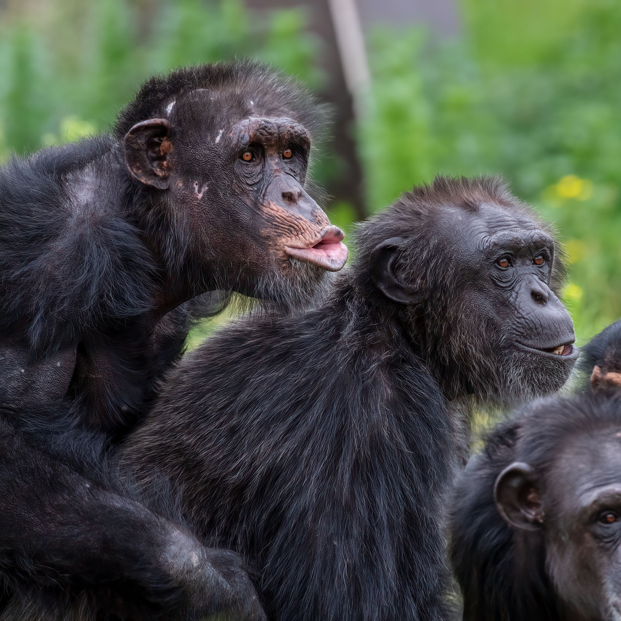 Chimps Discover New Antibiotic!