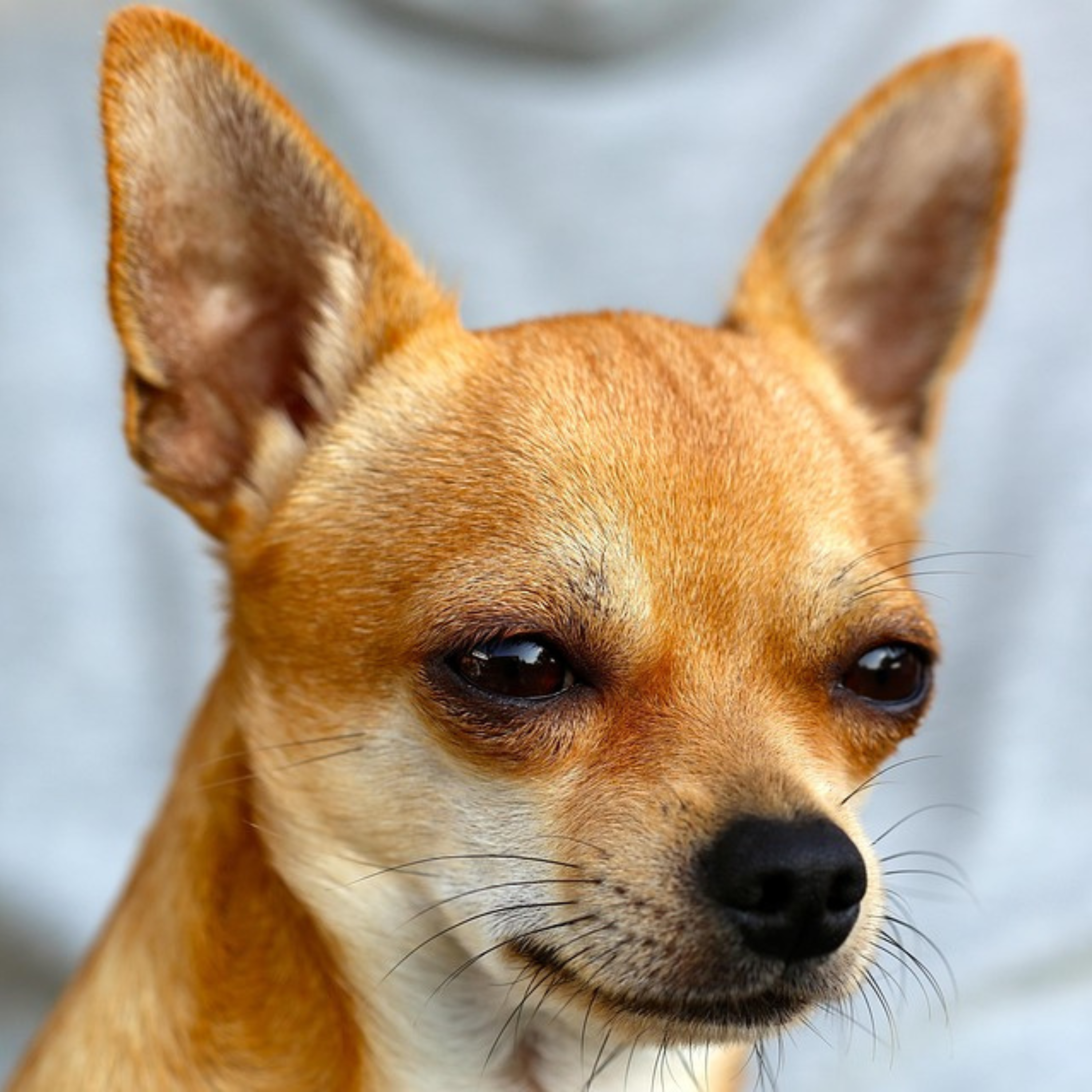 The Animal Whisperer with Suzan Vaughn: Animal Communication Stories