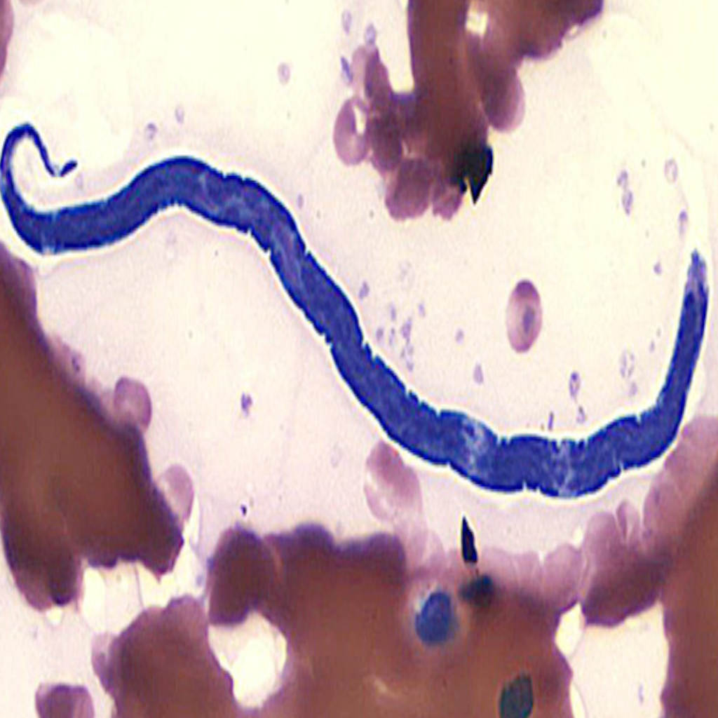 Did God Make Parasites