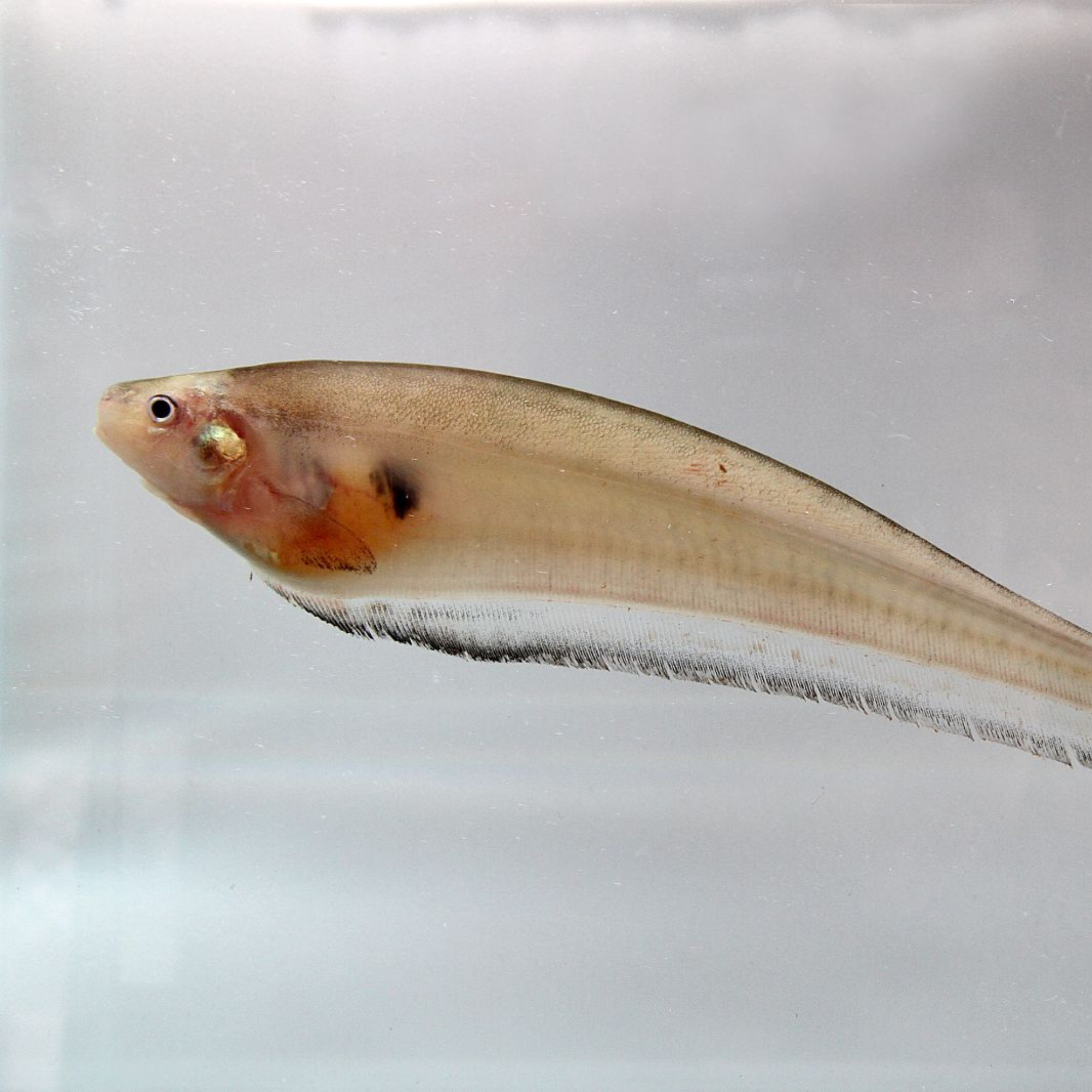 A Computer with Fins