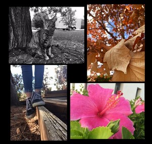 cover of episode A budding photographer.