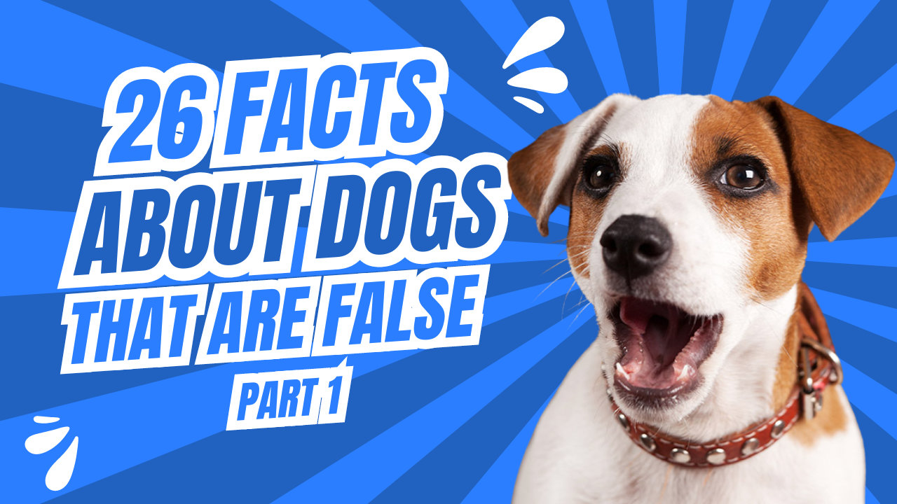 26 Facts About Dogs You Should Know: Part 1