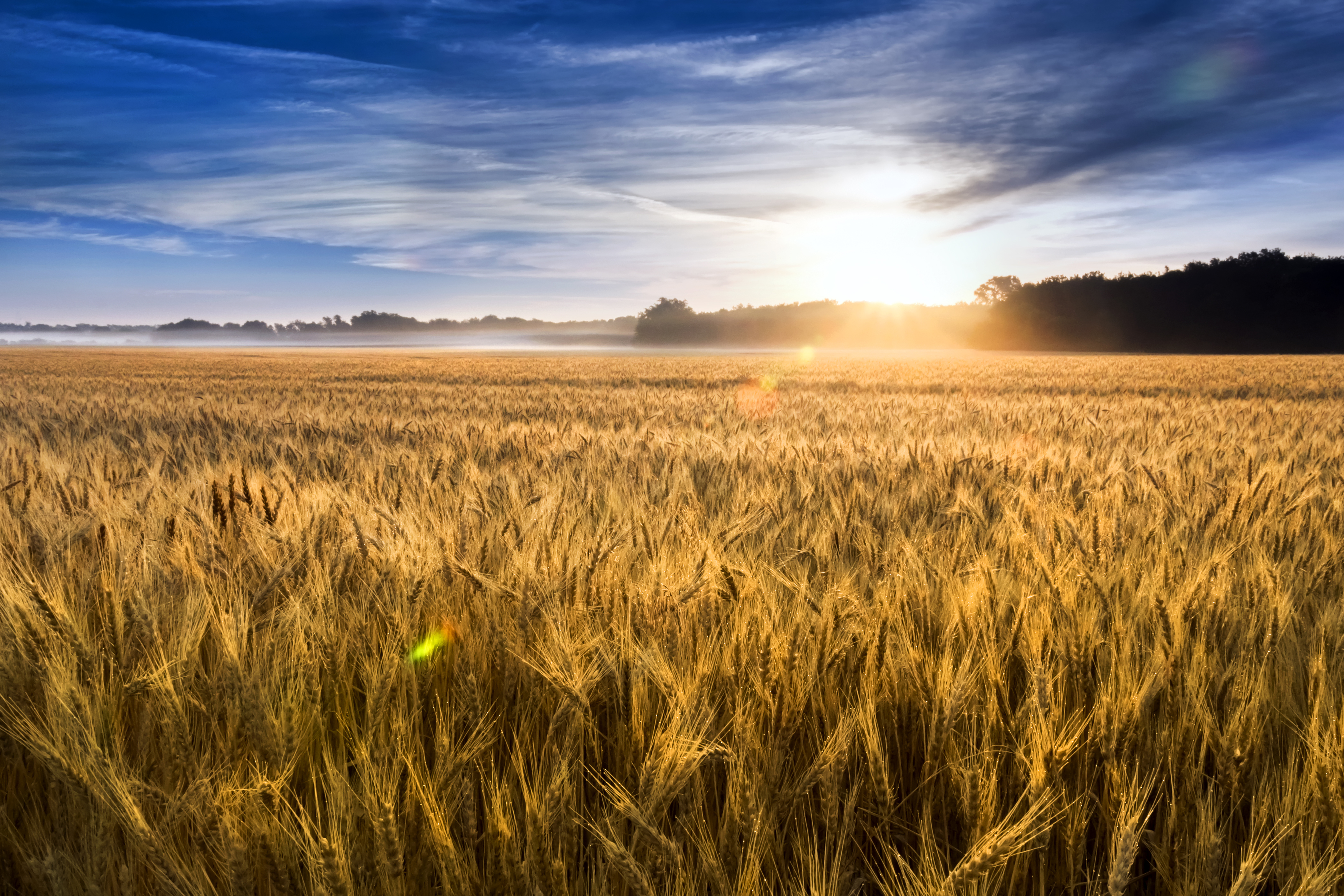 RaboResearch Agri Commodities