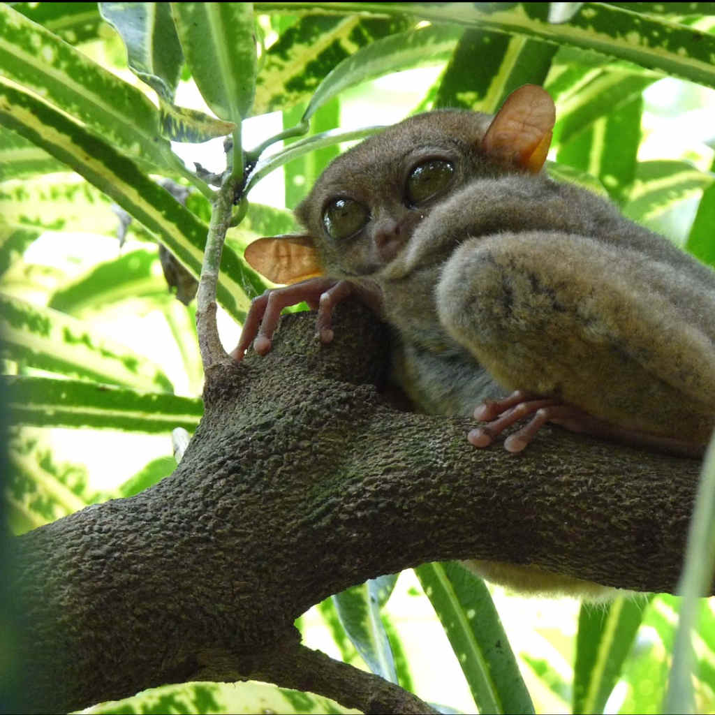 A Discovery Predicted by Creationists