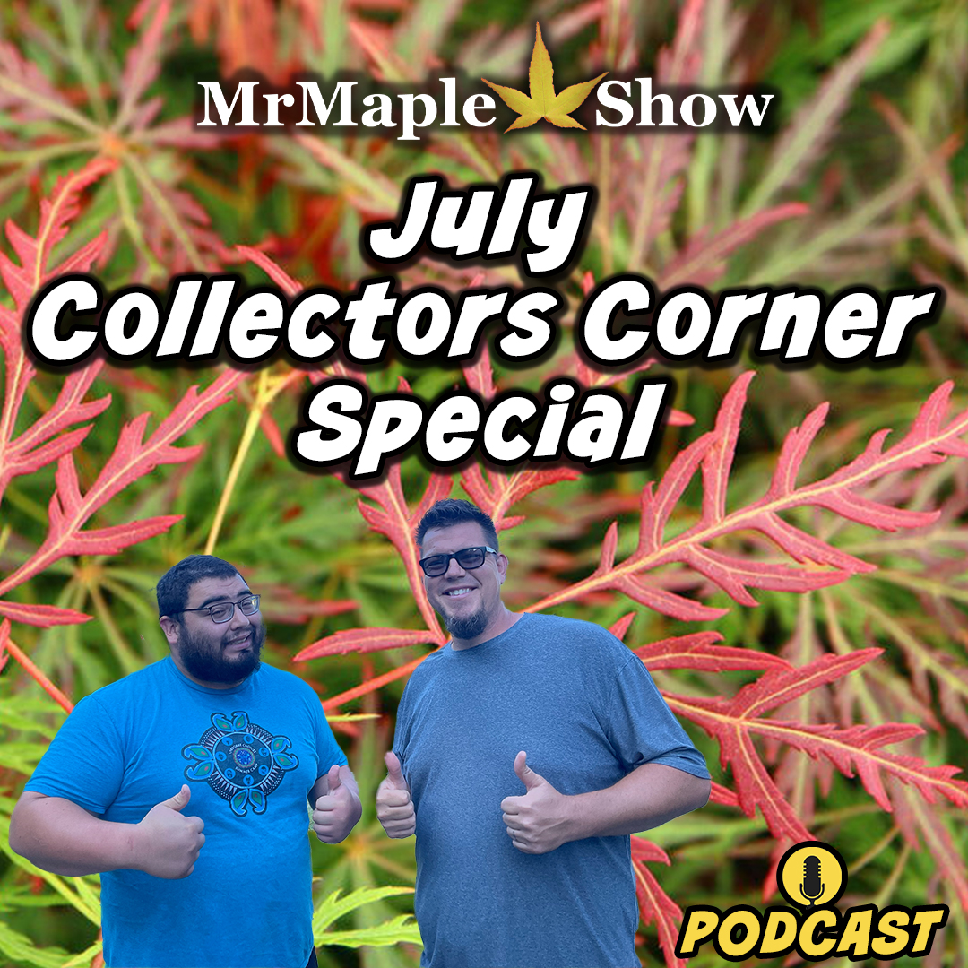 MrMaple Show