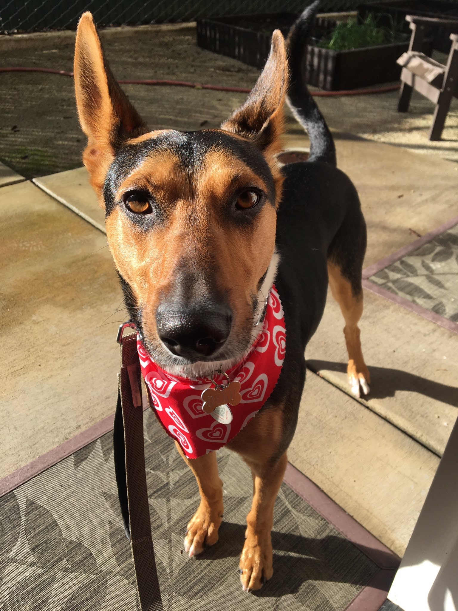 The Good Boy Podcast
