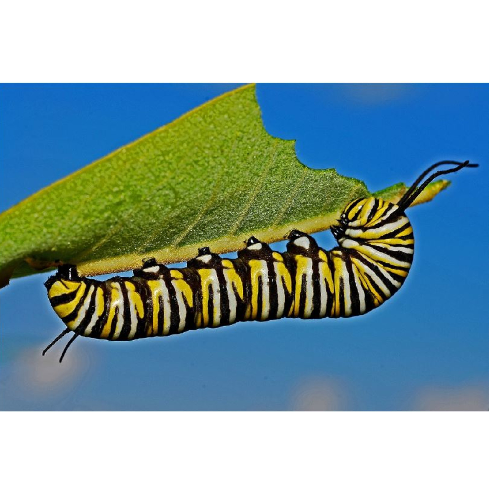 God Protects Trees from Insects