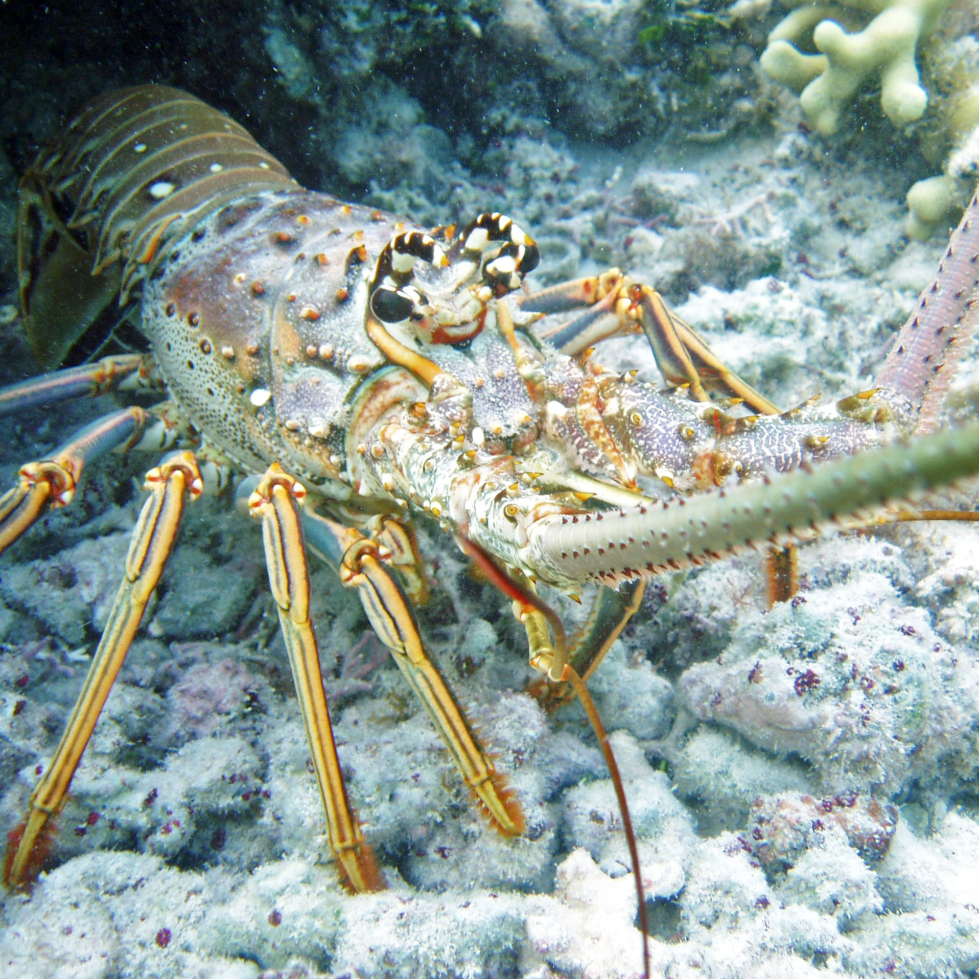 Doctor Lobster?