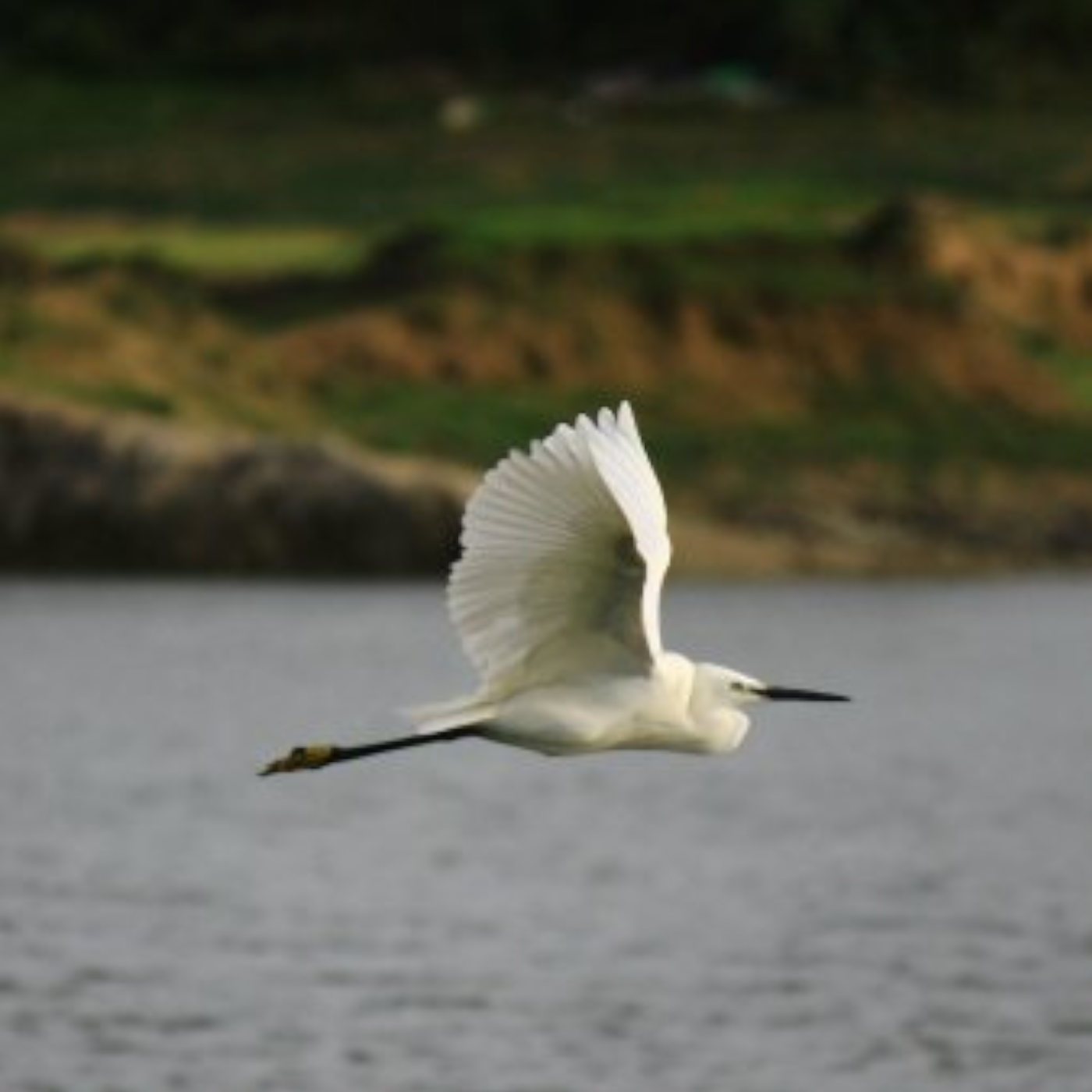 Climate Change Is Good for British Birds
