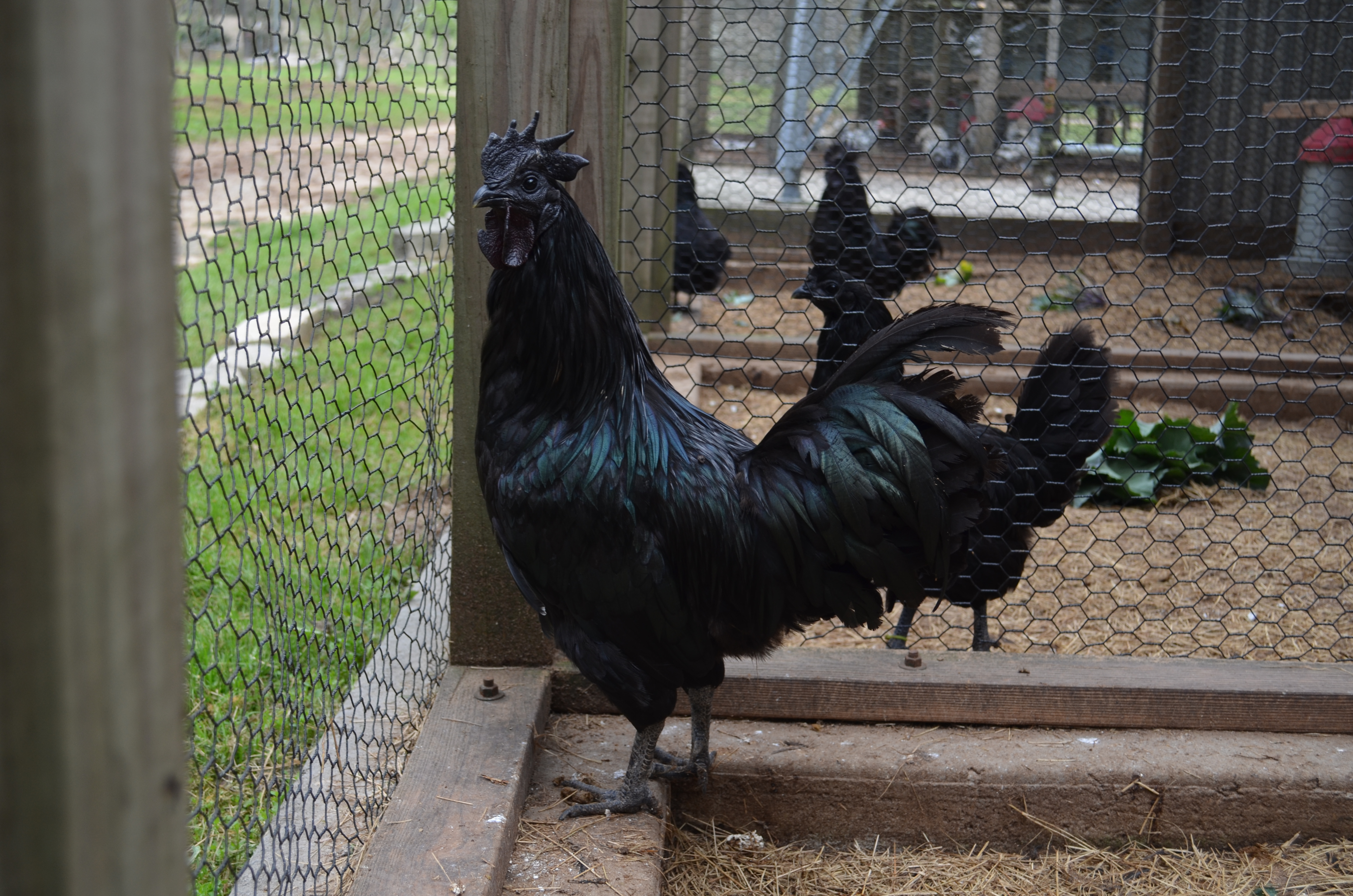 Ep 128b Endangered and Unusual Poultry Breeds