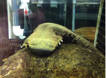The Hellbender