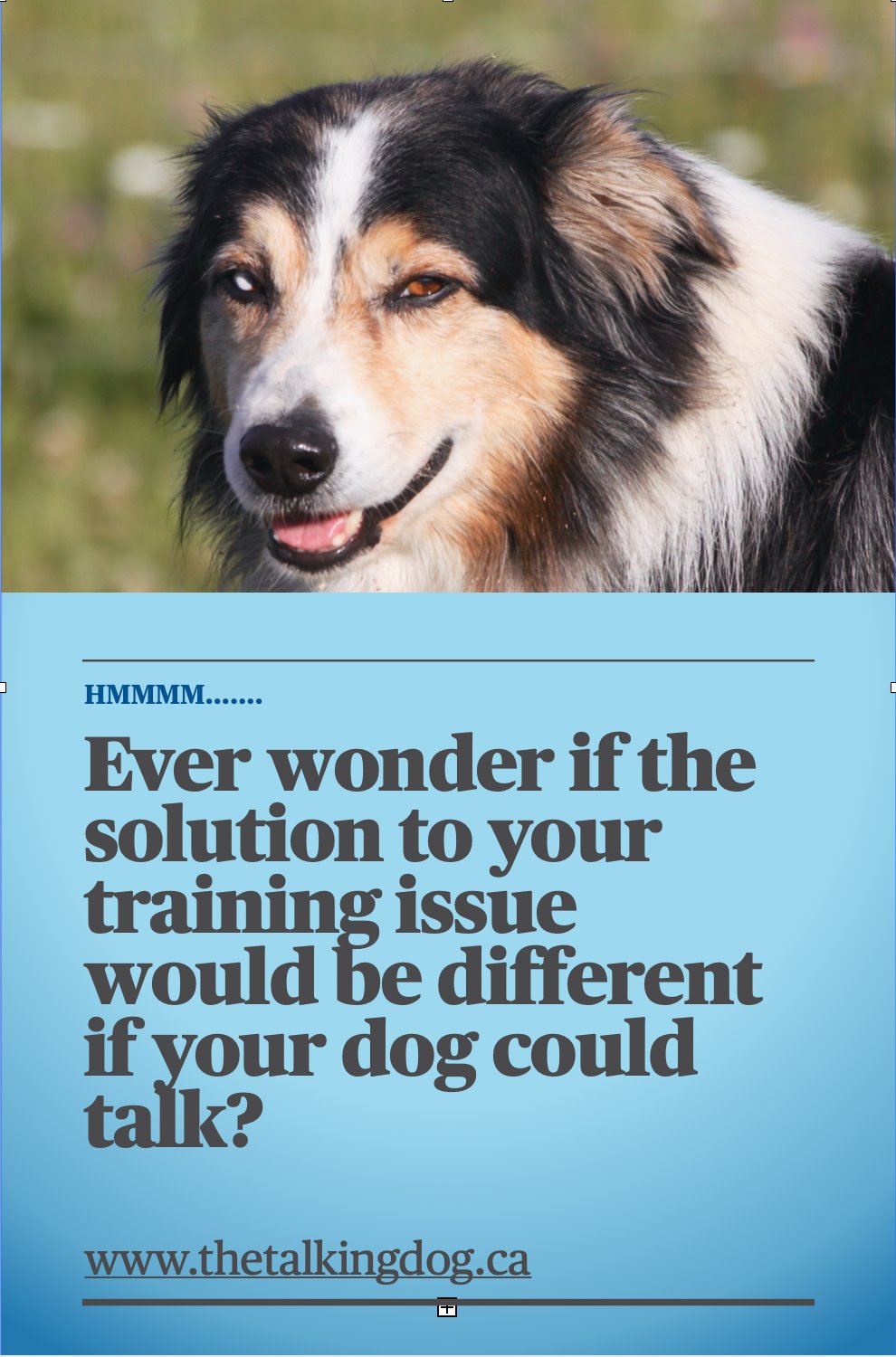 The Instinctive Australian Shepherd
