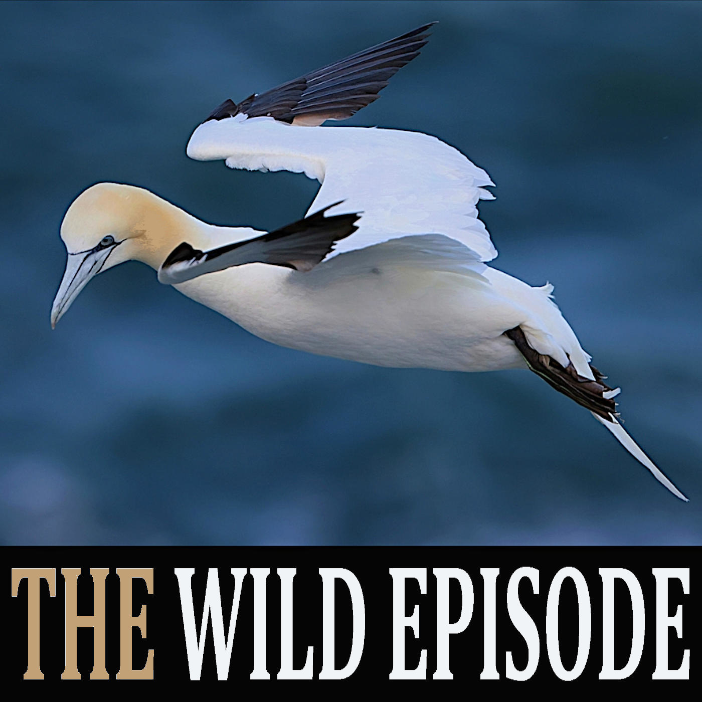The Wild Episode