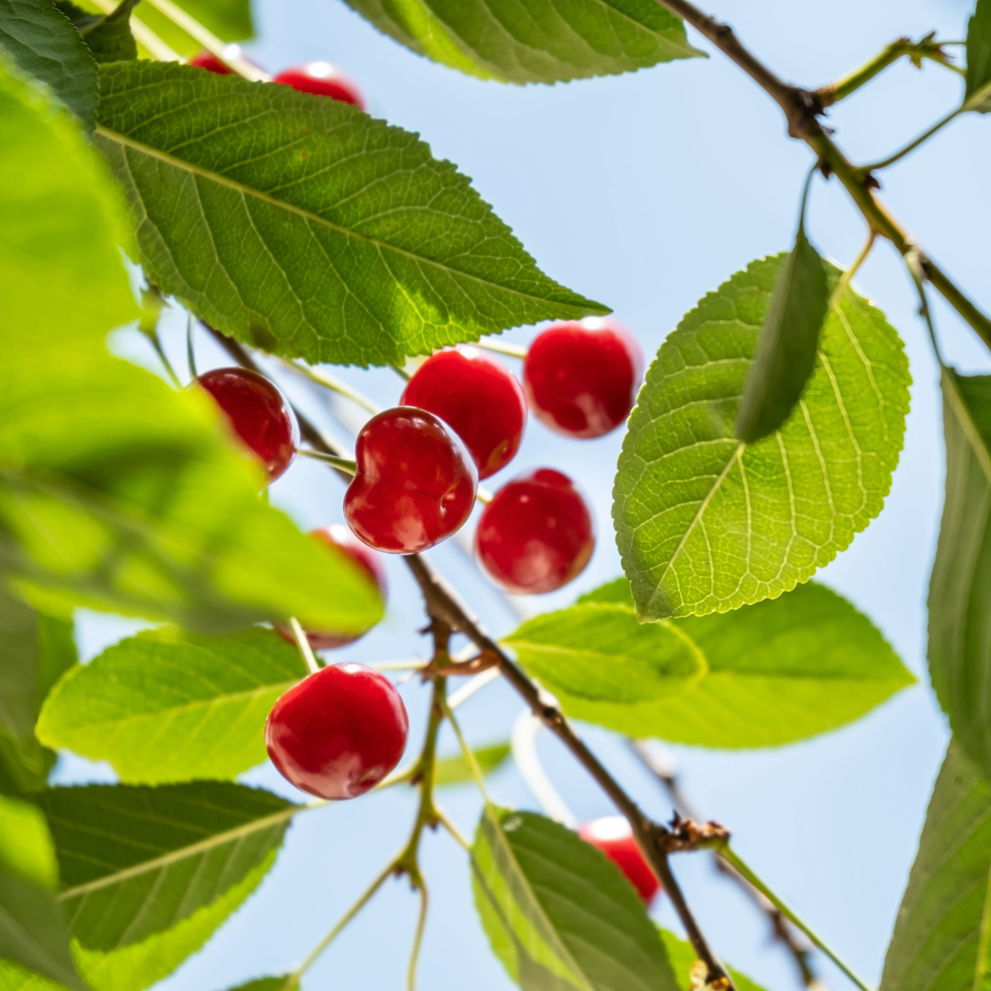 Smart Trees and Clever Bugs