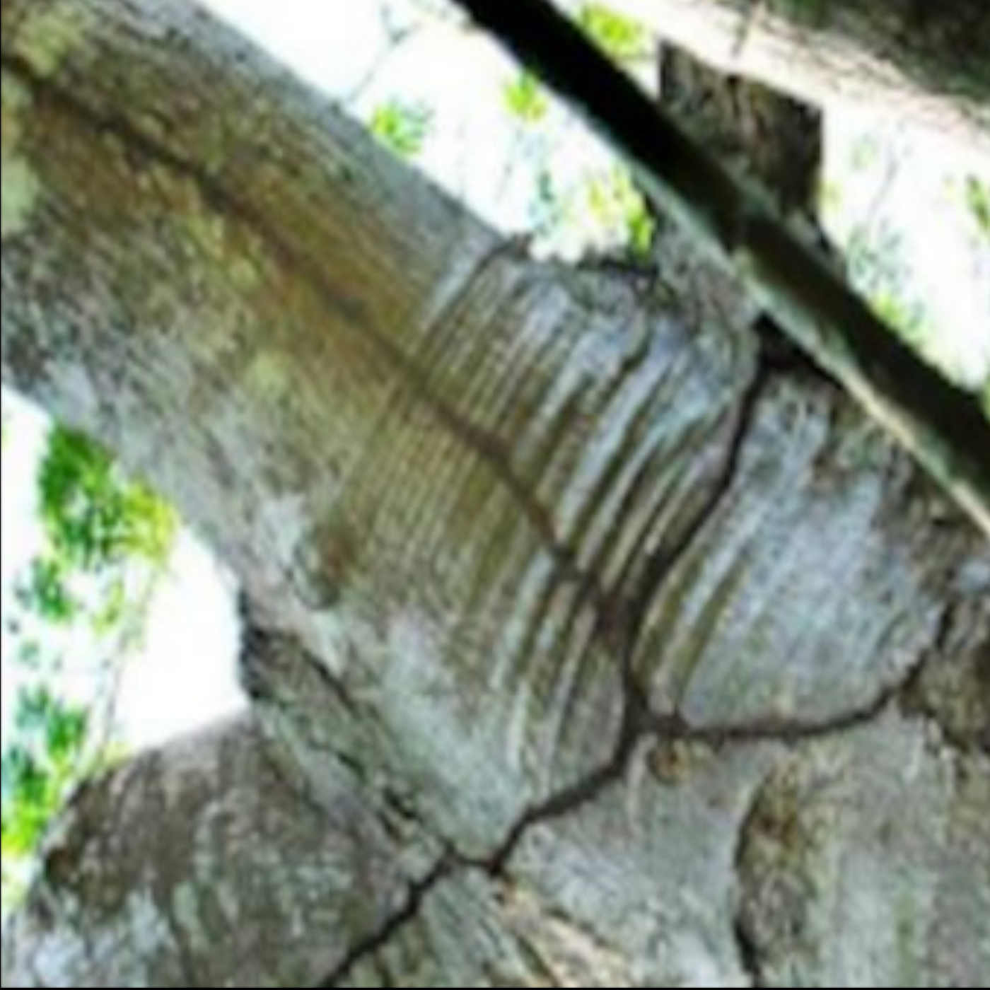 Fossil Termites