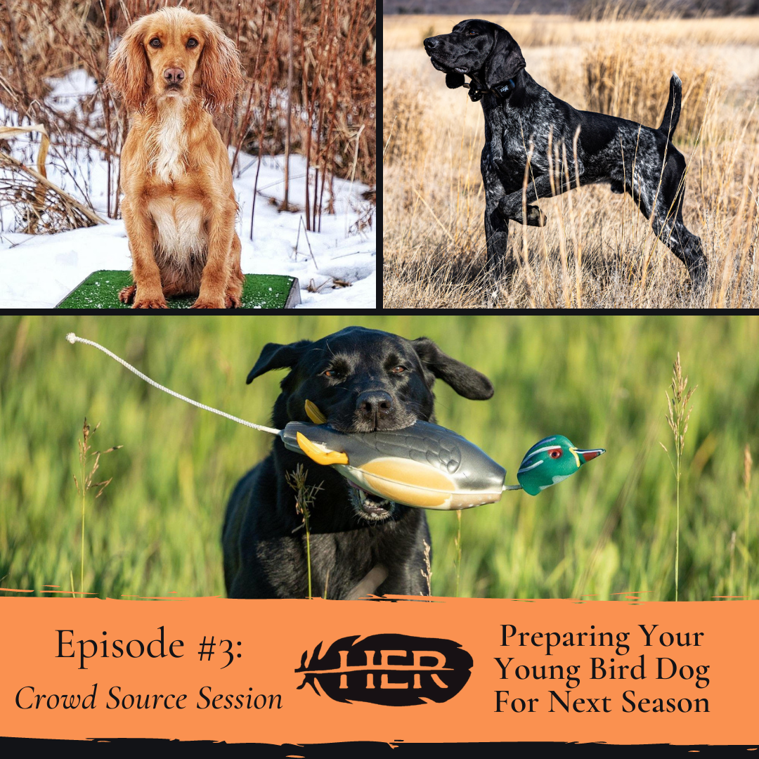#3|Preparing Your Young Bird Dog For Next Season