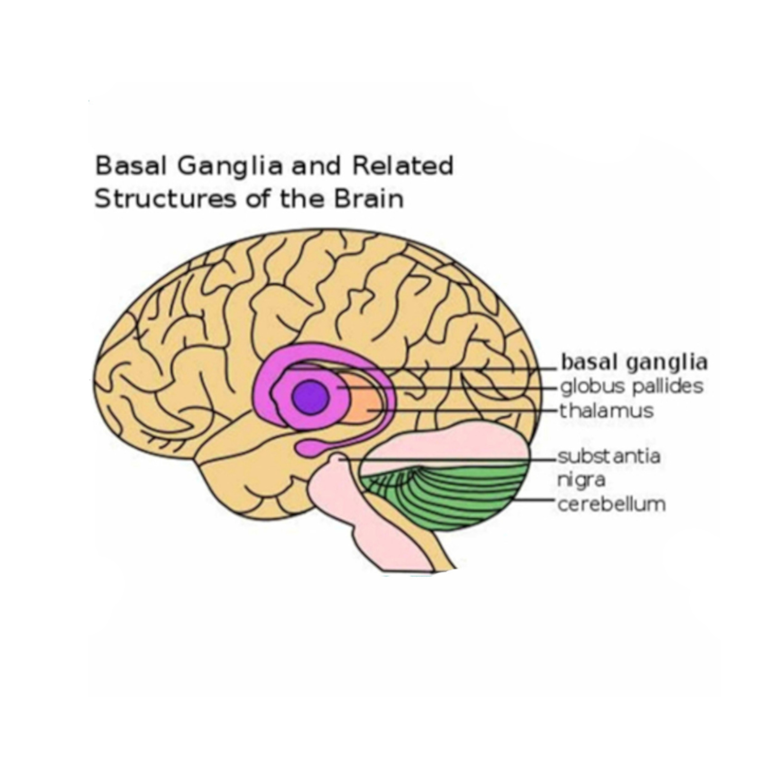 Brain Disappoints Evolutionary Thoughts